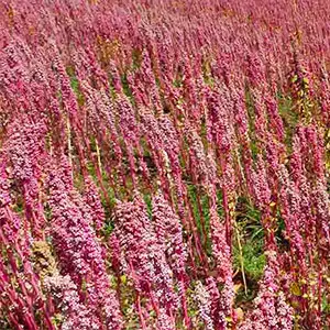 rentabilidad del cultivo de quinoa cultivo de quinoa