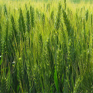 cultivo de trigo
