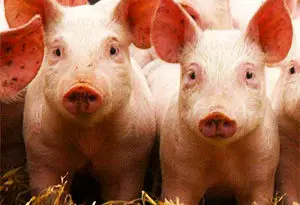 producción porcina