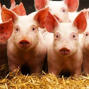 producción porcina