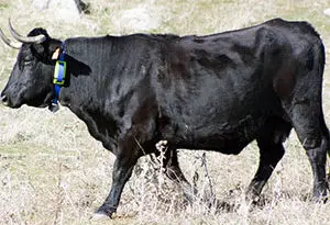 localizador de ganado