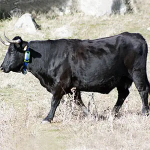 localizador de ganado