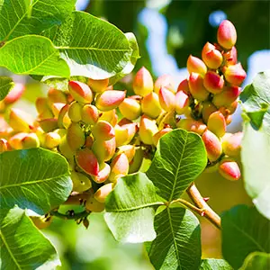 cultivo del pistacho pistacho