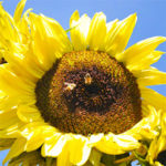 las abejas
