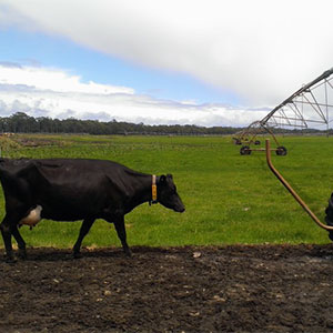 sistema de riego para pasto