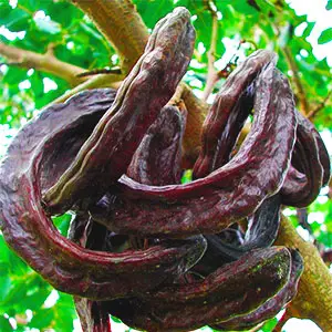 cultivo del algarrobo algarrobo