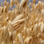 avena
