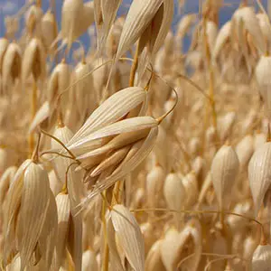 avena ecológica avena