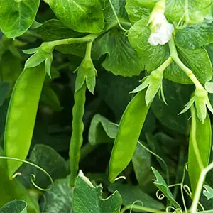 cultivo de habas habas