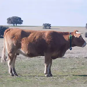 dispositivo de detección de celo detección de celo