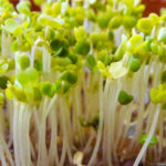 semillas de chia