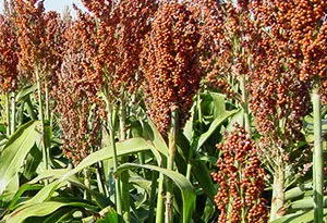 sorgo