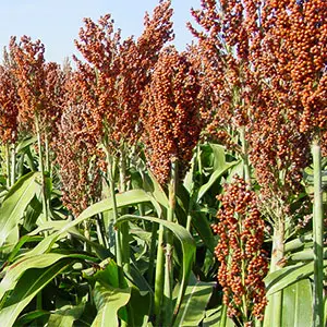 sorgo