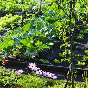 sistema de riego para huerto riego para huerto