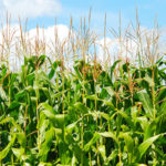 fertirriego a tasa variable con pivot