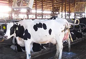 deyecciones ganaderas