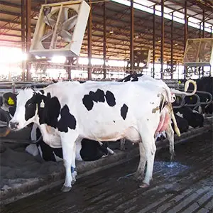 deyecciones ganaderas