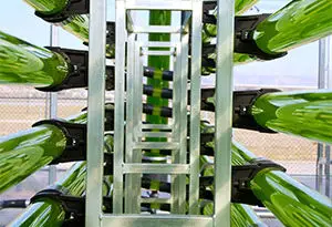 bioestimulantes agrícolas