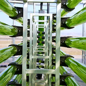 bioestimulantes agrícolas