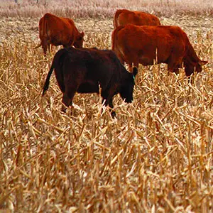 estrategias de pastoreo pastoreo