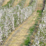 plantación de almendros