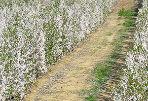 plantación de almendros