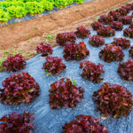 plástico biodegradable para agricultura