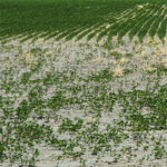 salinidad en suelos agrícolas