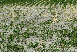 salinidad en suelos agrícolas