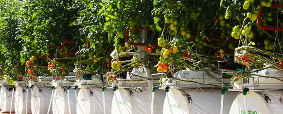 cultivo hidroponico cultivo con fibra de coco