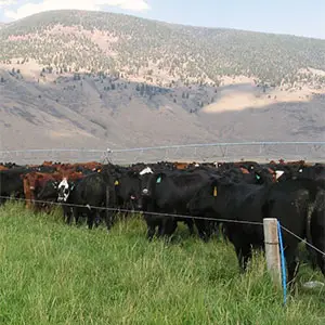 cercas para pasto con Pivot cercas para pasto