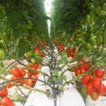 fibra de coco