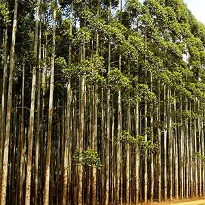 producción de eucalipto eucalipto