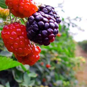 cultivo de zarzamora