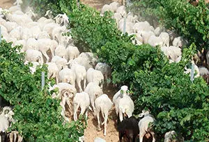 viticultura ecológica