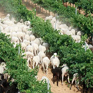 desarrollo de la viticultura ecológica viticultura ecológica