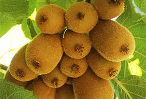 cultivo de kiwi