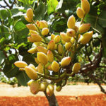 riego en pistacho