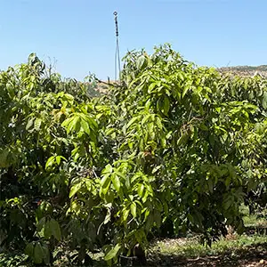 sistemas antiheladas pulsar sistemas antiheladas