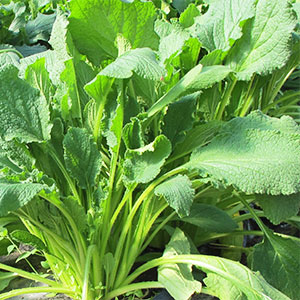 cultivo de borraja