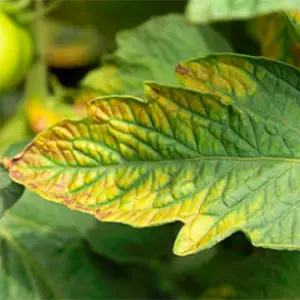 hojas de las plantas