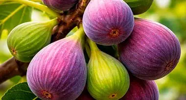 en que época se puede plantar una higuera