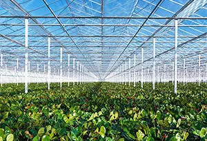 agricultura en Holanda