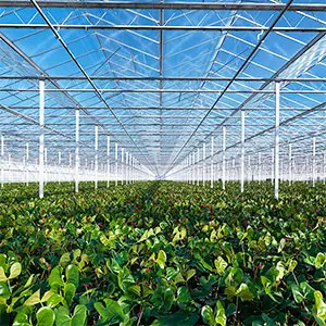 agricultura en Holanda