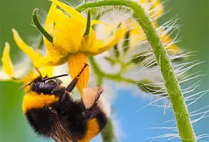 polinización con abejorros