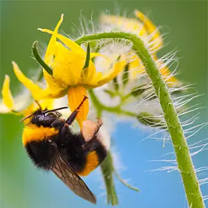 polinización con abejorros