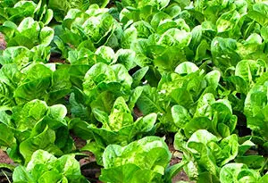 cultivo de lechuga