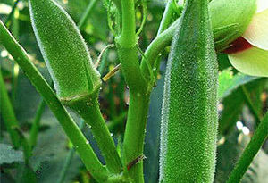 okra