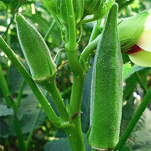 okra