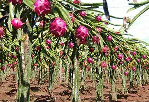 pitaya